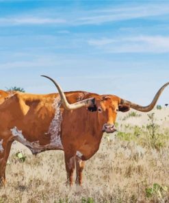 Brown Texas Longhorns paint by numbers