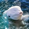 Cute Beluga whale paint by numbers