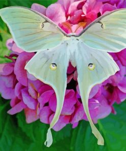 Cute Luna Moth paint by numbers