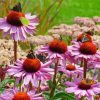 Echinacea Paint By Numbers