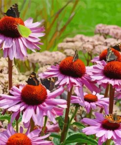 Echinacea Paint By Numbers