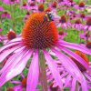 Echinacea paint by numbers