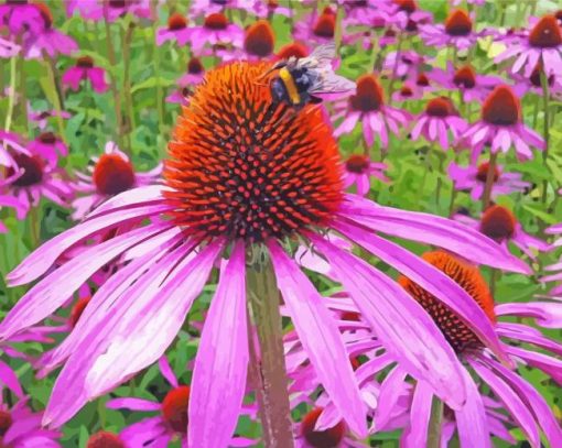 Echinacea paint by numbers