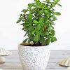 Green Jade Plant paint by numbers