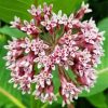 Milkweed Plant paint by numbers