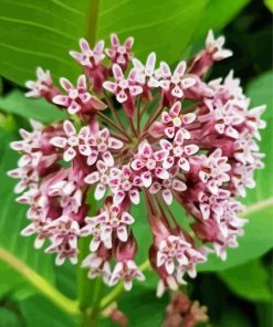 Milkweed Plant paint by numbers