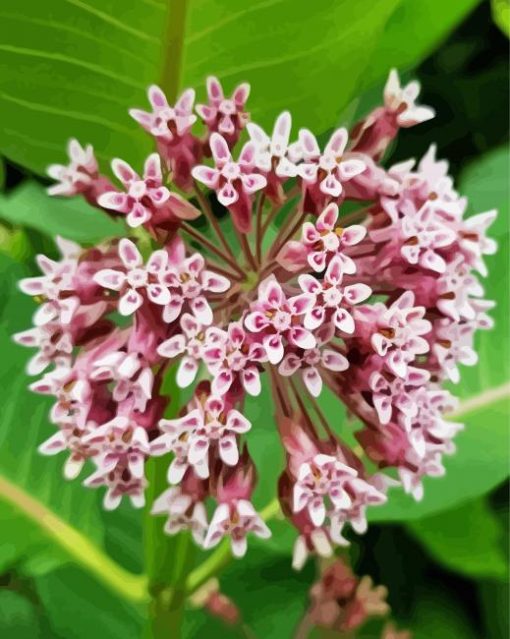 Milkweed Plant paint by numbers