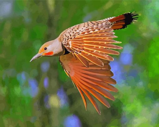 Northern Flicker Bird paint by numbers