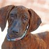 Plott Hound Dog paint by numbers