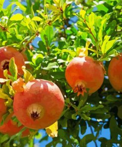 Pomegranate Fruit Tree paint by numbers