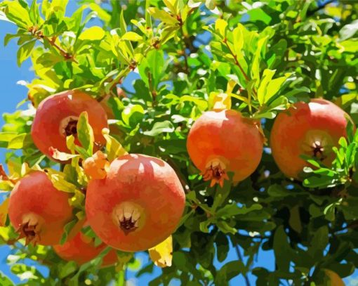 Pomegranate Fruit Tree paint by numbers