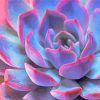 Purple Pink Succulent Echeveria paint by numbers