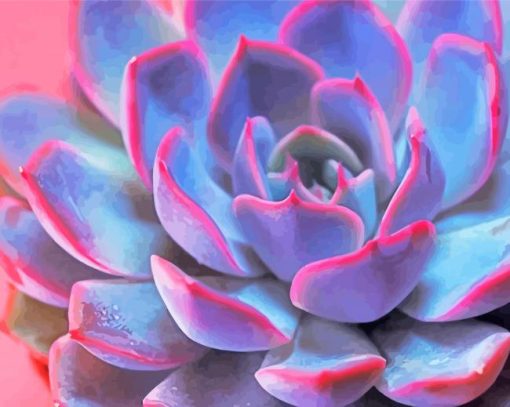 Purple Pink Succulent Echeveria paint by numbers