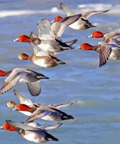 Redhead Birds Flying paint by numbers