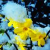 Snowy Winter Jasmine paint by numbers