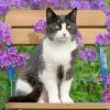 Tuxedo Cat And Purple Flowers paint by numbers