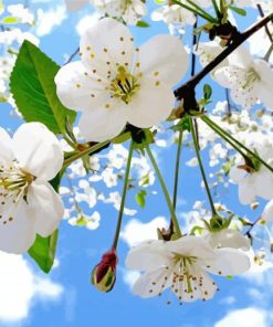 White Apple Blossom paint by numbers