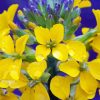 Yellow Wallflower With Water Drops paint by numbers