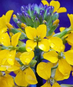 Yellow Wallflower With Water Drops paint by numbers