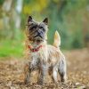 Aesthetic Cairn Terrier Dog Paint By Numbers