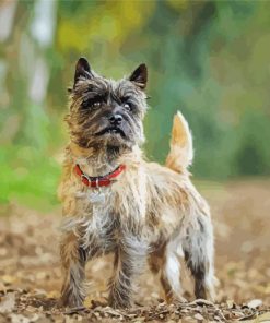 Aesthetic Cairn Terrier Dog Paint By Numbers