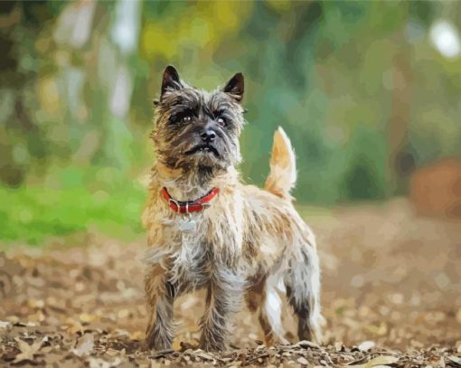 Aesthetic Cairn Terrier Dog Paint By Numbers