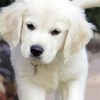 Aesthetic White Retriever Paint By Numbers