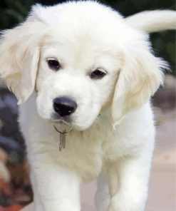 Aesthetic White Retriever Paint By Numbers