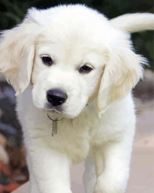 Aesthetic White Retriever Paint By Numbers