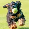 American Cocker Spaniel Running With Ball Paint By Numbers