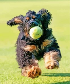 American Cocker Spaniel Running With Ball Paint By Numbers