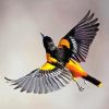 Baltimore Oriole Flying Paint By Numbers