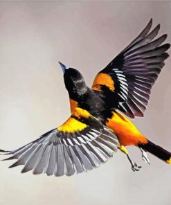 Baltimore Oriole Flying Paint By Numbers