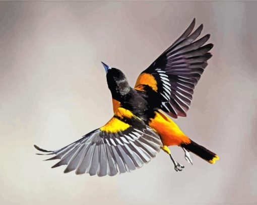 Baltimore Oriole Flying Paint By Numbers