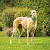 Beige Galgo Dog Paint By Numbers