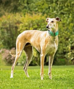 Beige Galgo Dog Paint By Numbers