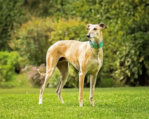 Beige Galgo Dog Paint By Numbers