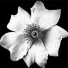 Black And White Flower Paint By Numbers