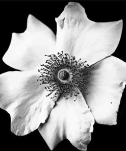 Black And White Flower Paint By Numbers