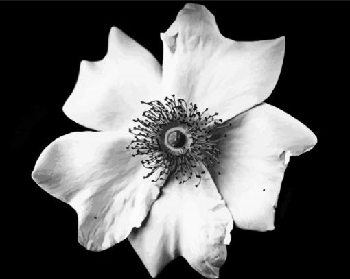 Black And White Flower Paint By Numbers