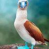 Blue Footed Booby Paint By Numbers