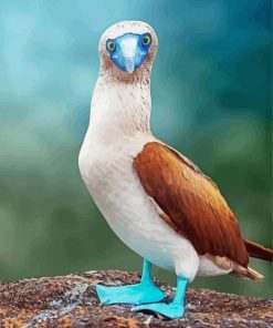 Blue Footed Booby Paint By Numbers