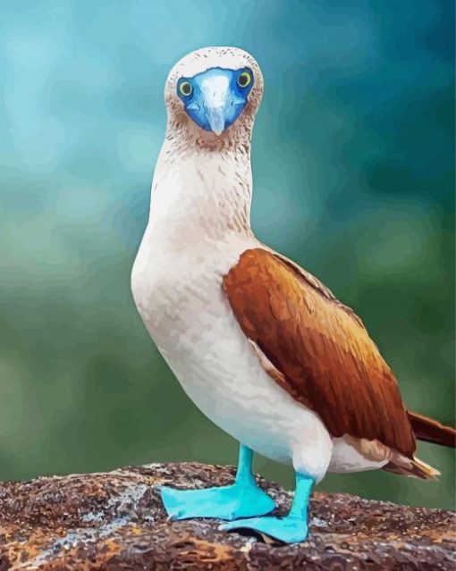 Blue Footed Booby Paint By Numbers