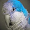 Blue Quaker Parrot Head Paint By Numbers