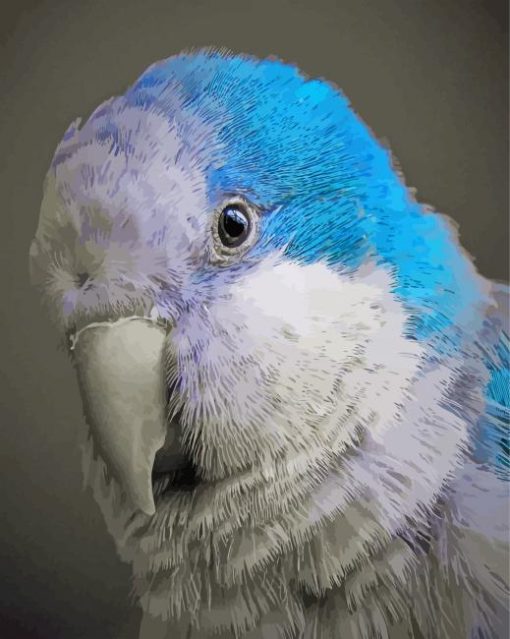 Blue Quaker Parrot Head Paint By Numbers