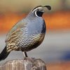 California Quail Bird Paint By Numbers