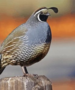 California Quail Bird Paint By Numbers