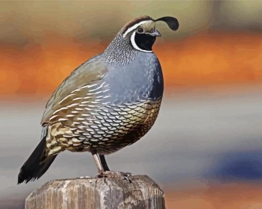 California Quail Bird Paint By Numbers