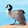 Canada Geese Bird Paint By Numbers