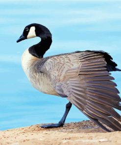 Canada Geese Bird Paint By Numbers